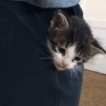 5eceaa5948c77d83334407d4f390c8db.gif