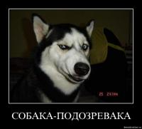 собака подозревака.jpg