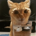 gifs-18.gif