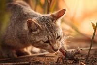 animals_cat_crabs-105116.jpg