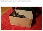 CPP_kitten.jpg