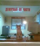 песочница-котэ-живность-918958.jpeg