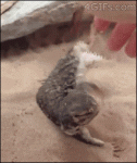 фотография (1).GIF