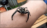 фотография (3).GIF