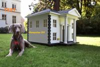 DV Test dog-house-look.jpg