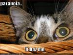 funny_pictures_paranoid_cat.jpg