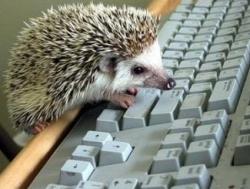 Фотография Hedgehog