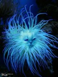 Фотография cober