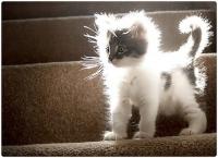 Фотография imeow