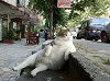 Фотография Toretto