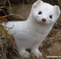 Фотография Xeruvim