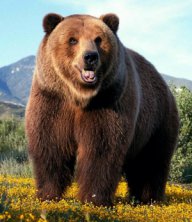 Фотография GrizzlyRu