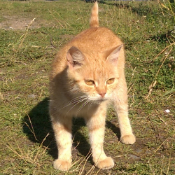 Фотография Korvin
